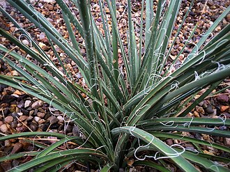 Red Yucca (Hesperaloe parviflora)