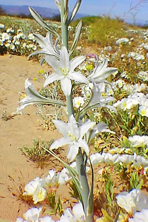 Desert Lily (Hesperocallis undulata)