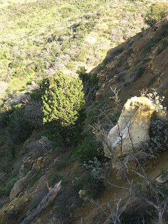 Tecate Cypress (Hesperocyparis forbesii)