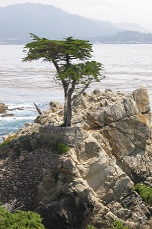 Monterey Cypress (Hesperocyparis macrocarpa)