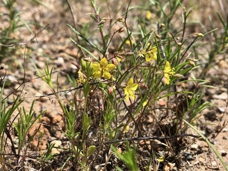 Sharsmith's Western Flax (Hesperolinon sharsmithiae)