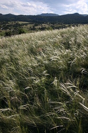 Needle and Thread (Hesperostipa comata)