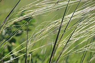 Porcupine Grass (Hesperostipa spartea)