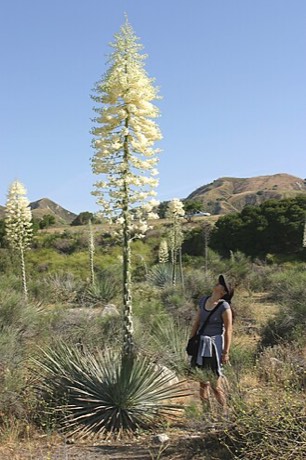 Chaparral Yucca (Hesperoyucca whipplei)