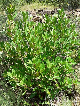 Toyon (Heteromeles arbutifolia)