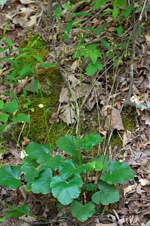 American Alumroot (Heuchera americana)