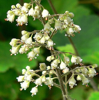 Island Alumroot (Heuchera maxima)