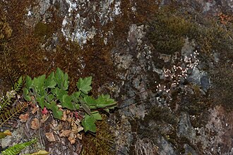 Crevice Alumroot (Heuchera micrantha)