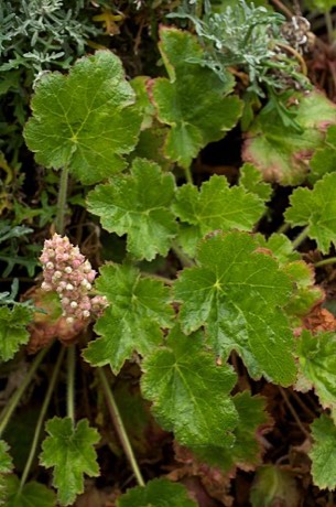 Seaside Alumroot (Heuchera pilosissima)