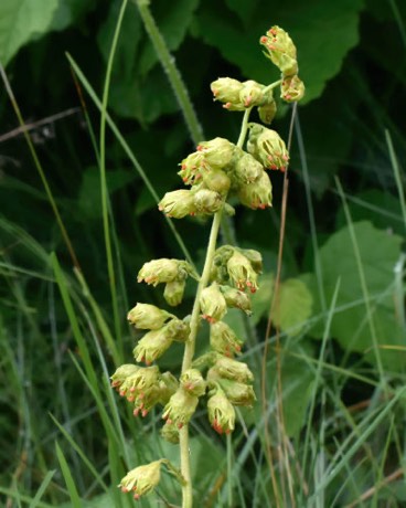 Prairie Alumroot (Heuchera richardsonii)