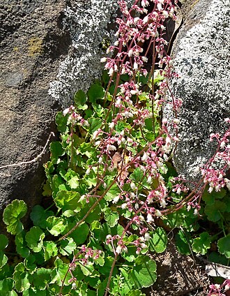Pink Alumroot (Heuchera rubescens)