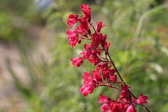 Coral Bells (Heuchera sanguinea)