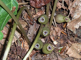 Heartleaf Ginger (Hexastylis arifolia)