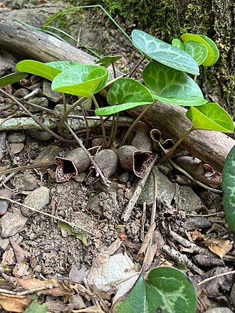 Large-flower Heartleaf (Hexastylis shuttleworthii)