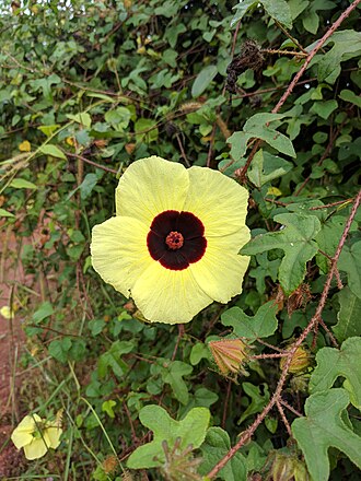 Comfortroot (Hibiscus aculeatus)
