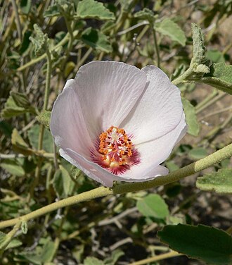 Rock Hibiscus (Hibiscus denudatus)