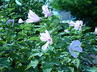 Swamp Rosemallow (Hibiscus grandiflorus)