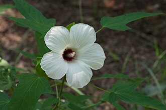 Halberdleaf Rosemallow (Hibiscus laevis)