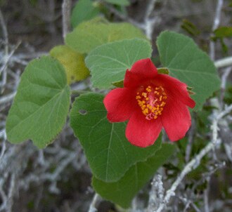 Heartleaf Rosemallow (Hibiscus martianus)