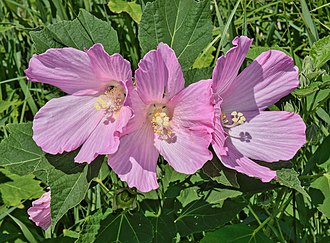 Crimsoneyed Rosemallow (Hibiscus moscheutos)
