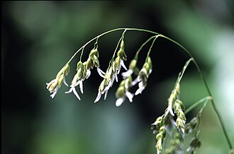 California Sweetgrass (Hierochloe occidentalis)