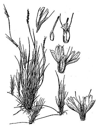 Curly Mesquite (Hilaria belangeri)