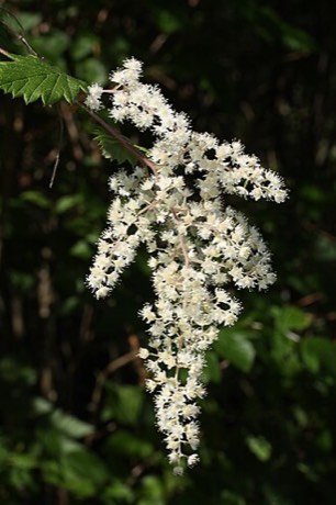 Oceanspray (Holodiscus discolor)