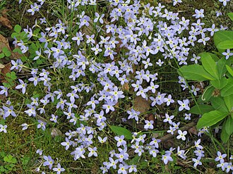 Azure Bluet (Houstonia caerulea)