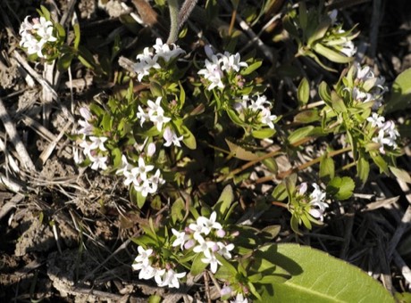 Canadian Summer Bluet (Houstonia canadensis)