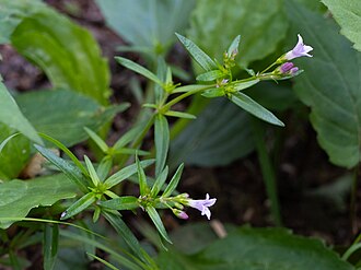 Longleaf Bluet (Houstonia longifolia)