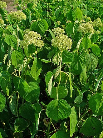 Wild Hydrangea (Hydrangea arborescens)