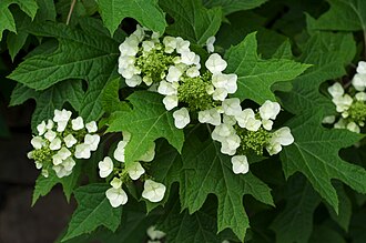 Oakleaf Hydrangea (Hydrangea quercifolia)