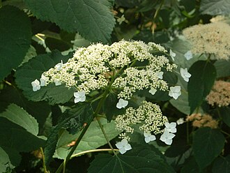 Silverleaf Hydrangea (Hydrangea radiata)