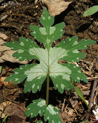 Bluntleaf Waterleaf (Hydrophyllum canadense)