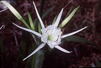 Woodland Spider Lily (Hymenocallis occidentalis)