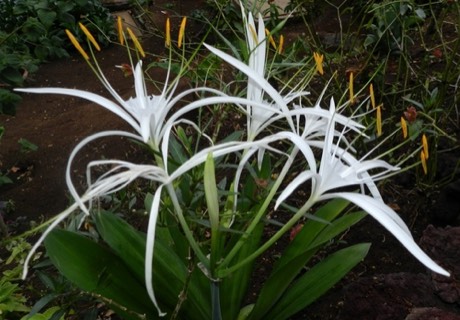 Mangrove Spider Lily (Hymenocallis latifolia)