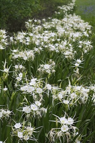 Spring Spider Lily (Hymenocallis liriosme)
