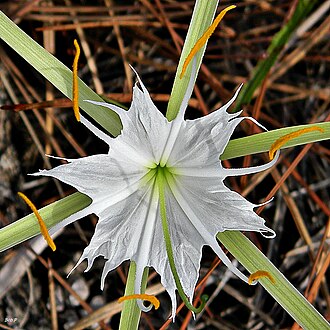 Alligator Lily (Hymenocallis palmeri)
