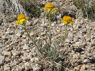 Cooper's Rubberweed (Hymenoxys cooperi)