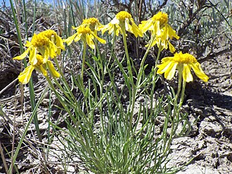Pingue Rubberweed (Hymenoxys richardsonii)