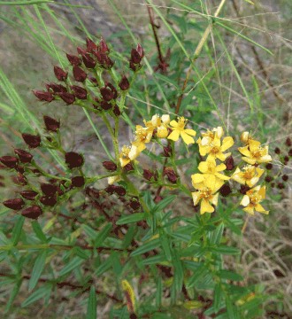 Roundpod St. John's Wort (Hypericum cistifolium)