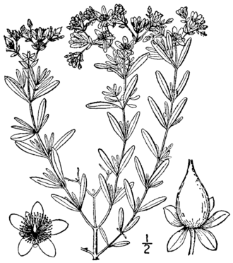 Dense St. John's Wort (Hypericum densiflorum)