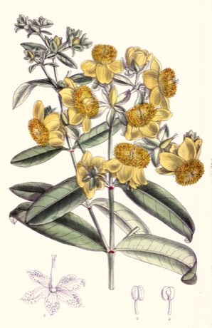 Golden St. Johnswort (Hypericum frondosum)