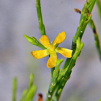 Pineweed (Hypericum gentianoides)