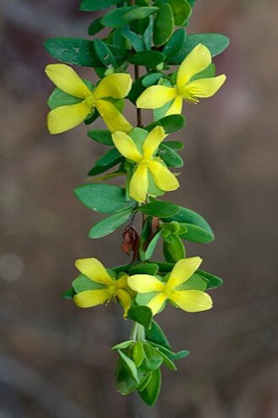 St. Andrew's Cross (Hypericum hypericoides)