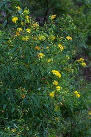 Shrubby St. John's Wort (Hypericum prolificum)