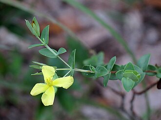 Fourpetal St. John's Wort (Hypericum tetrapetalum)