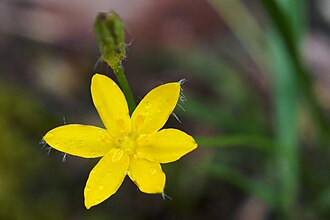 Common Goldstar (Hypoxis hirsuta)