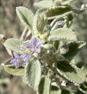 Desert Lavender (Hyptis emoryi)