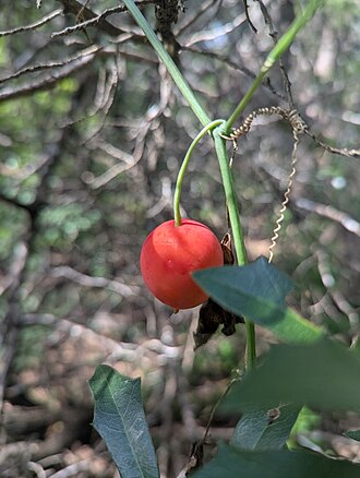 Lindheimer's Globeberry (Ibervillea lindheimeri)